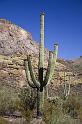 137 Organ Pipe Cactus National Monument